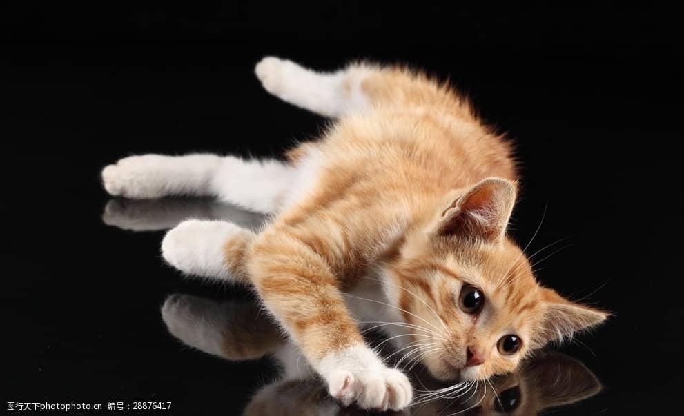 宠物狗睡觉专用狗窝:打造温馨睡眠小天地 宠物狗睡觉专用狗窝:打造温馨睡眠小天地