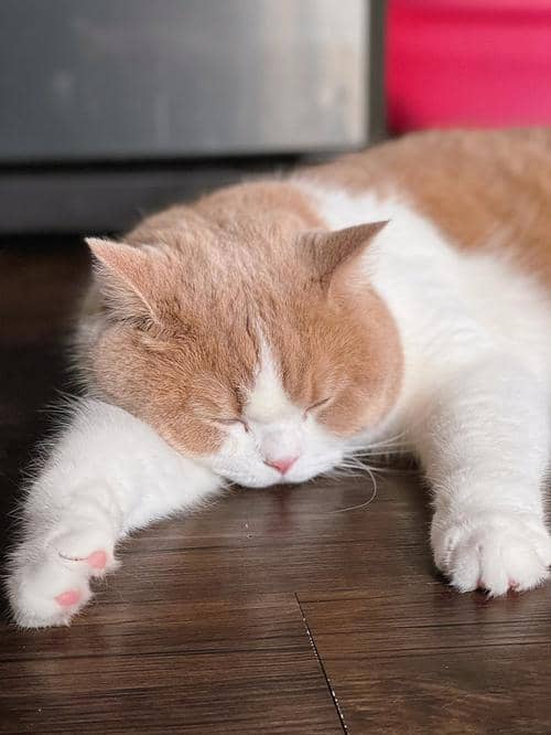 宠物狗安全屋：守护爱犬的温馨避风港