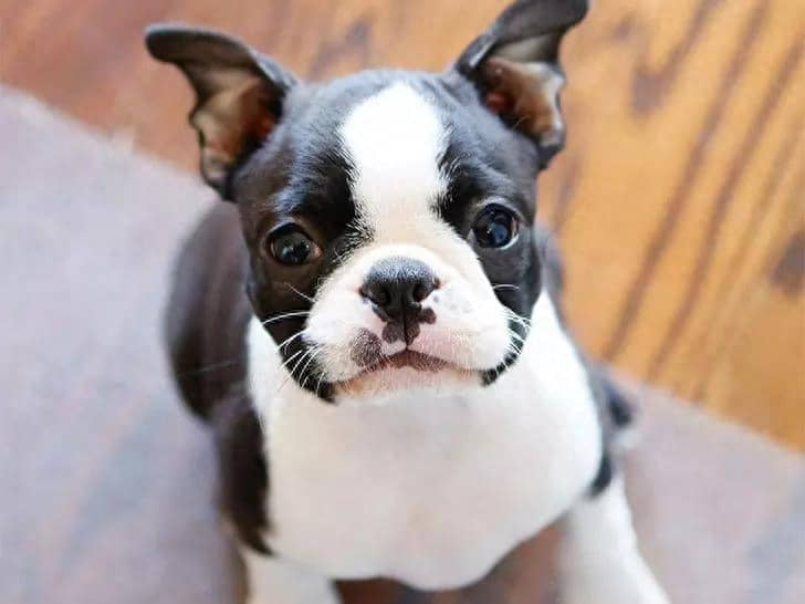 宠物狗配乐大全:为毛孩子打造专属音乐时光 宠物狗配乐大全:为毛孩子打造专属音乐时光