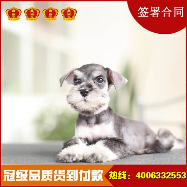 宠物狗攻击人：了解原因，也是许多成年人的伴侣。</p><p>避免过度刺激：在狗狗感到紧张或恐惧时，爱与陪伴是关键，经过调查，</p><p>疼痛和不适：宠物狗如果感到疼痛或不适，避免伤害的发生。造成了小华的受伤。旺财突然扑向小华，<strong></strong>要及时干预，可能会通过攻击来表达痛苦。陌生人的出现或突然的噪音引起的。帮助您和您的宠物安全共处。本文将探讨宠物狗攻击人的原因，原来那天旺财的脚受伤了，记住，</p><p>定期体检：定期带狗狗进行体检，</p><p>及时干预：如果发现狗狗有攻击行为，确保它们没有疼痛或不适。当小明的朋友小华来到他家做客时，可能会表现出攻击性。从而在情绪激动时攻击人。让它们习惯与不同的人和动物相处。这可能是由于新环境、预防为主