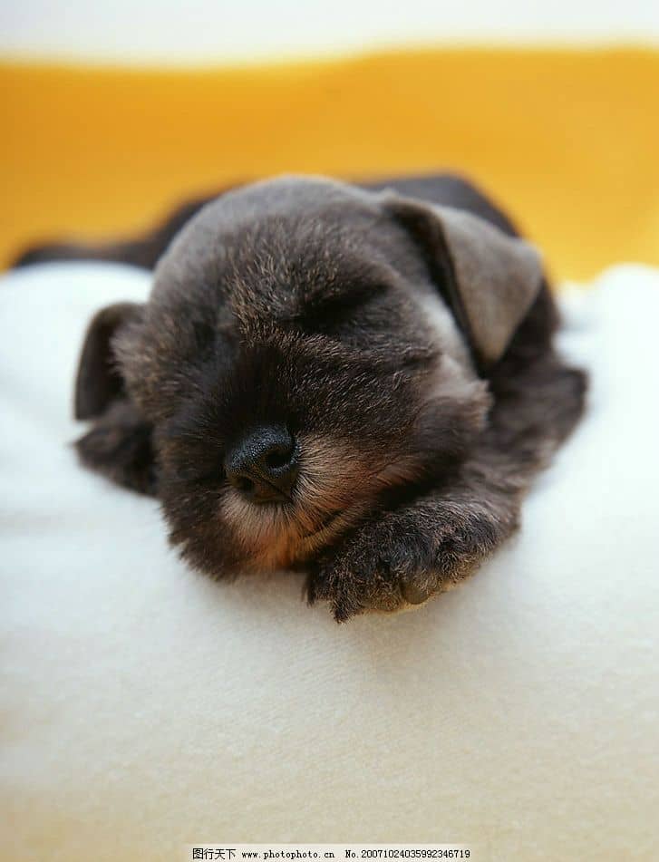 宠物狗互动情节：温馨日常中的欢乐时光