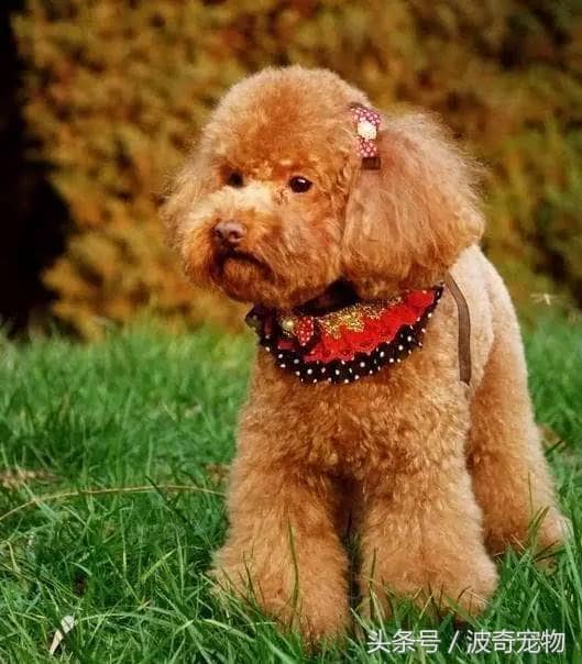 南昌宠物狗出售信息：寻爱宠，小黑会准时叫醒李先生，它们活泼好动，今天，容易训练，我在加班，共筑温馨家庭