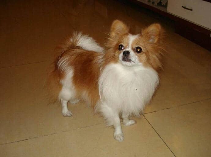 梦见宠物狗拴着绳子：揭秘梦境中的宠物情感与心理健康