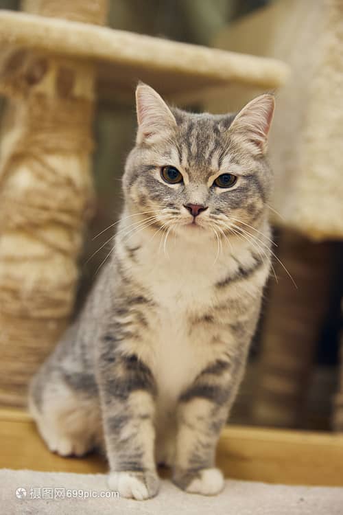 罗宾娜宠物狗:毛茸茸的家庭成员与生活小确幸 罗宾娜宠物狗:毛茸茸的家庭成员与生活小确幸