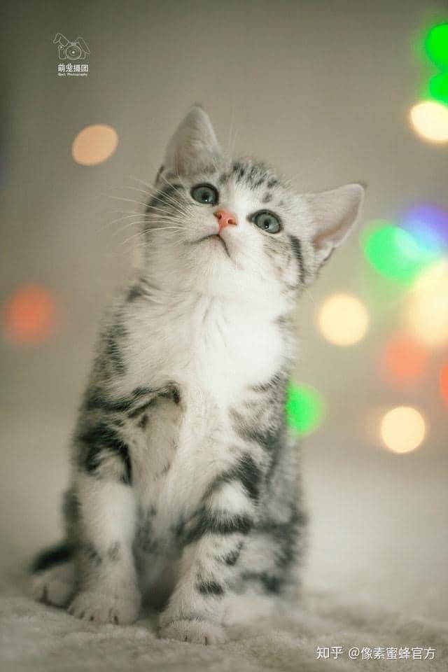 路边抓拍宠物狗:捕捉那些温暖人心的瞬间 路边抓拍宠物狗:捕捉那些温暖人心的瞬间