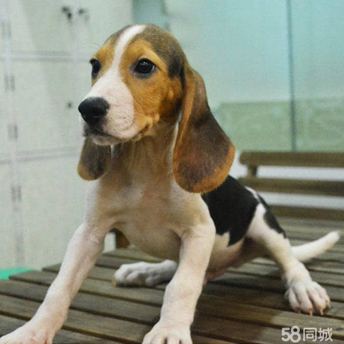 扬州宠物狗落水:一场惊心动魄的救援与爱的守护 扬州宠物狗落水:一场惊心动魄的救援与爱的守护