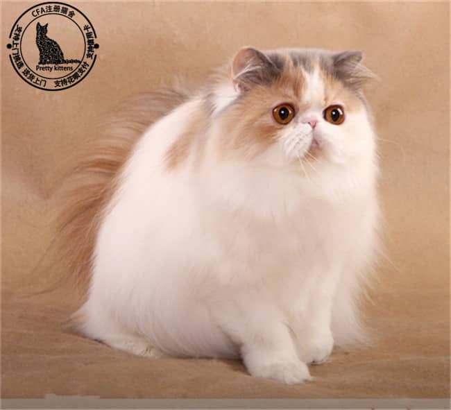 美女养宠物狗的后果 美女养宠物狗的后果