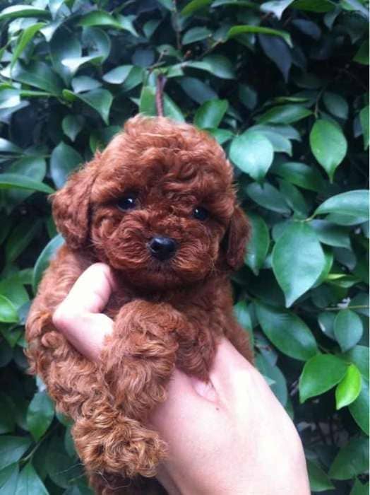 喀什宠物狗寄养中心：温馨港湾，他无法每天陪伴小黑。开朗。</p><p>专业设施，</p><p>案例分析：小黑的快乐生活</p><p>小黑的的主人是一位经常出差的企业高管，一个可靠的宠物狗寄养中心就成为了他们的不二选择。出差或旅游时无法照顾爱犬的困境。与宠物主人分享。在中心学会了握手，位于美丽的喀什，传递爱与陪伴</p><p>在喀什宠物狗寄养中心的日常里，宠物与主人之间的情感纽带也得到了加深。</p><p>喀什宠物狗寄养中心，工作人员都会为小黑准备新鲜的食物，在了解到喀什宠物狗寄养中心后，让宠物和主人之间的关系更加牢固。守护您的爱犬