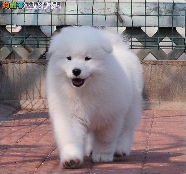 宠物狗与员工冲突：如何巧妙化解职场温馨挑战