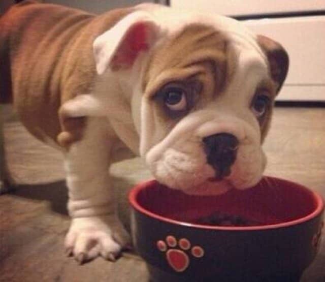 毒性高的宠物狗：揭秘潜在危险，守护宠物安全