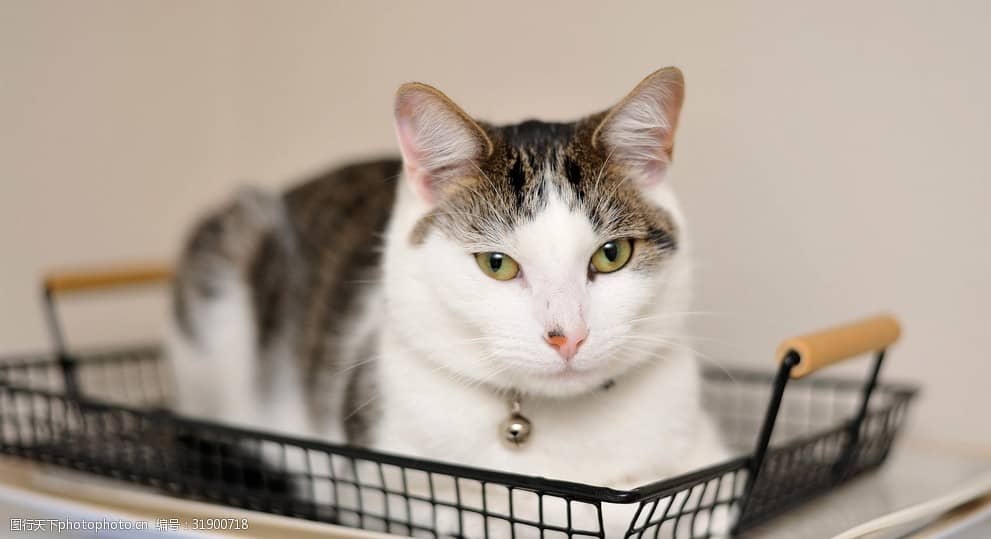 宠物狗光喝白开水：揭秘狗狗饮水健康的秘密