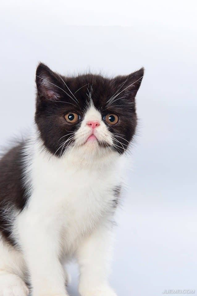 玉米玩具宠物狗:毛孩子的快乐源泉与情感纽带 玉米玩具宠物狗:毛孩子的快乐源泉与情感纽带