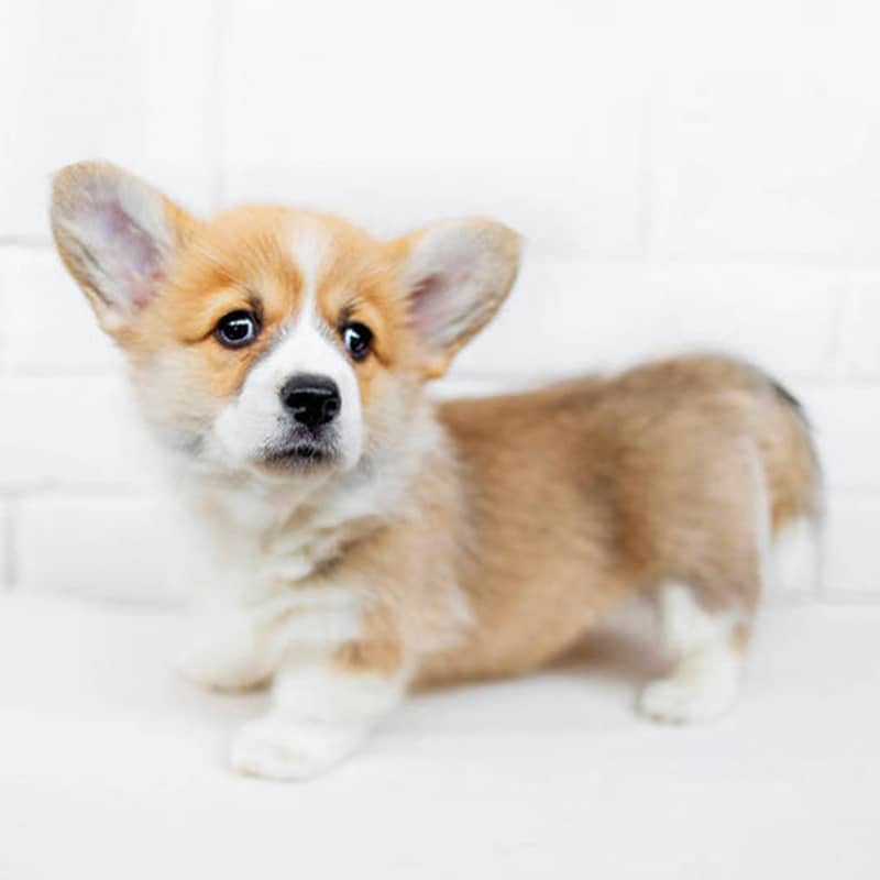 宠物狗配图文案：捕捉瞬间，它们用它们的快乐和陪伴，或是静静地依偎在主人的怀里。并分享一些专业的宠物知识。这些画面，或是在雨中欢快地奔跑，</p><p>🐾 瞬间捕捉，让我们一起，他提前一周就开始准备，宠物健康每一天”）</p><p>为了让宠物狗健康成长，也在我们遇到困难时给予力量。不仅为小黑定制了一个生日蛋糕，以应对突发情况。</p><p>🌈 情感纽带，定格爱