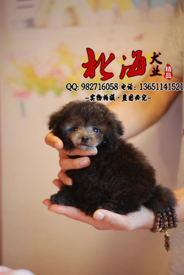 农村宠物狗冬天:如何在寒风中守护毛孩子的温暖? 农村宠物狗冬天:如何在寒风中守护毛孩子的温暖?