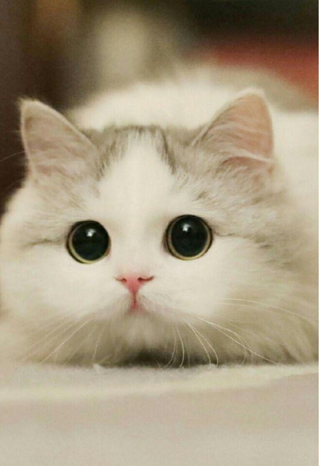 沈阳同城领养宠物狗:寻找你的四脚伙伴 沈阳同城领养宠物狗:寻找你的四脚伙伴