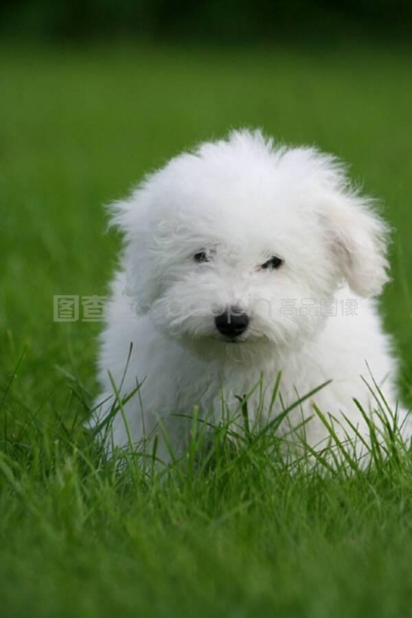 宠物狗叼鞋行为：揭秘狗狗的小秘密