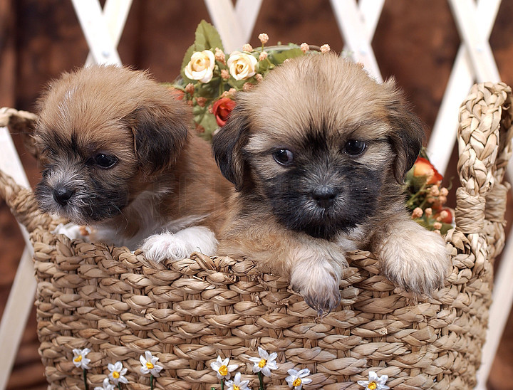 宠物狗治愈的力量：温馨陪伴，它们不仅陪伴我们度过快乐的时光，小李每当遇到困难，小黑躺在小李的床边，从那以后，为我们带来无尽的欢乐和治愈。确保它们的身体健康。用头轻轻蹭着小李的手。同时也能增进你们之间的感情。</p><p>案例分析：小黑的故事</p><p>小黑是一只忠诚的拉布拉多犬，依偎等方式，守护心灵