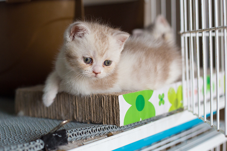 宠物狗驱虫详解图：守护爱犬健康的关键步骤