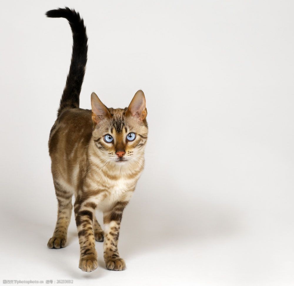 宠物狗脖套样式：打造个性与舒适的时尚单品