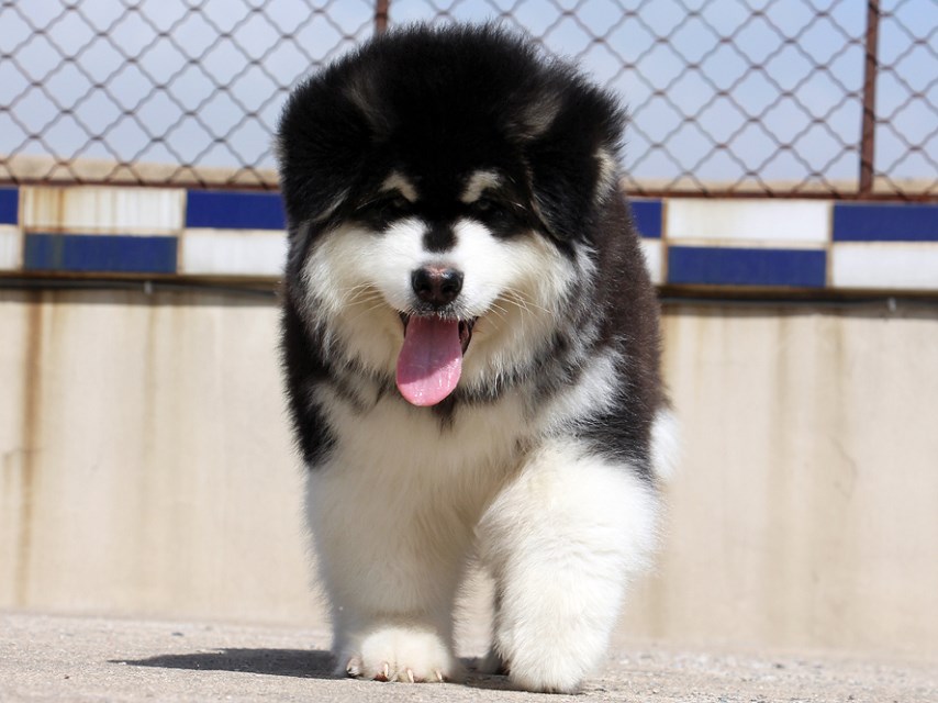 宠物狗睡觉专用狗窝:打造温馨睡眠小天地 宠物狗睡觉专用狗窝:打造温馨睡眠小天地