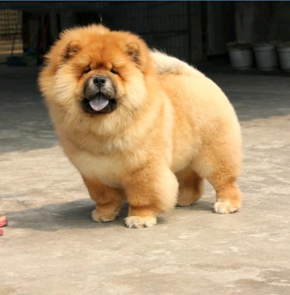 机械发明宠物狗:当科技遇见汪星人的温暖陪伴 机械发明宠物狗:当科技遇见汪星人的温暖陪伴