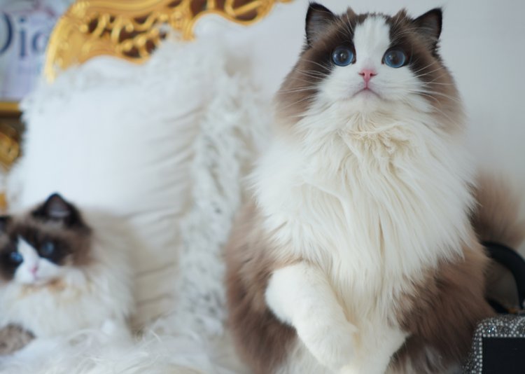 宠物狗绳栓桩:打造安全舒适的宠物乐园 宠物狗绳栓桩:打造安全舒适的宠物乐园