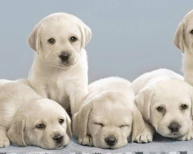 宠物狗的食量：揭秘狗狗饮食习惯的奥秘