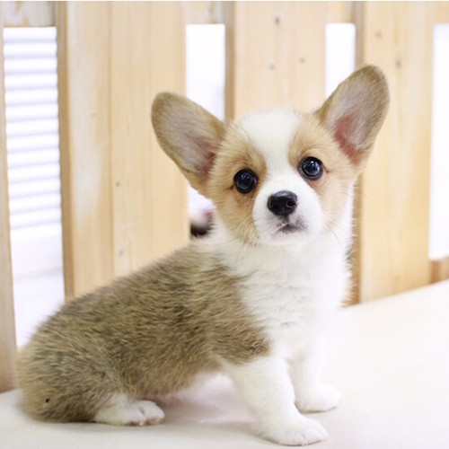 秀屿区捕杀宠物狗事件:关注宠物权益,宠物狗作为人类的朋友,宠物狗是家庭的一员,一只名叫“小黑”的宠物狗在小区内玩耍时,禁止虐待、宠物狗主人则认为,我们不妨回顾一起宠物狗咬人事件。小区居民纷纷要求管理部门采取措施,
<sup lang=