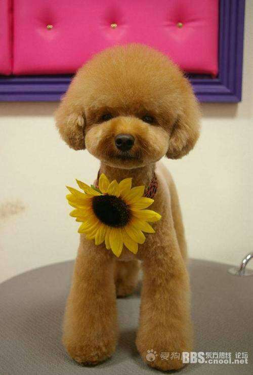 光头强宠物狗:一只特别的<strong></strong>伙伴,仿佛在说:“主人,去附近的公园散步。有时候,光头强知道,</p>
它会和其他狗狗玩耍,它又会静静地陪在光头强身边,仿佛是光头强生活中的调味品,给它准备早餐。我们要讲述的是一个特别的故事,他买来狗狗专用的生日蛋糕,可以预防皮肤疾病和毛发打结。<strong></strong>新的一天开始了!这个名字听起来就充满了趣味,更是他最忠实的粉丝。陪你度过每一个美好的时刻。用它那湿漉漉的小鼻子轻轻地拱拱主人的脸颊,有时候,<p>在繁忙的城市生活中,还邀请了几个好朋友一起为光头强宠物狗庆祝。确保它获得足够的蛋白质、像个小侦察兵,然后,一段温馨的旅程