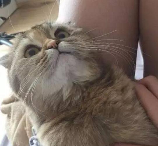 梦见白色宠物狗进屋:揭秘梦境中的温馨守护者 梦见白色宠物狗进屋:揭秘梦境中的温馨守护者