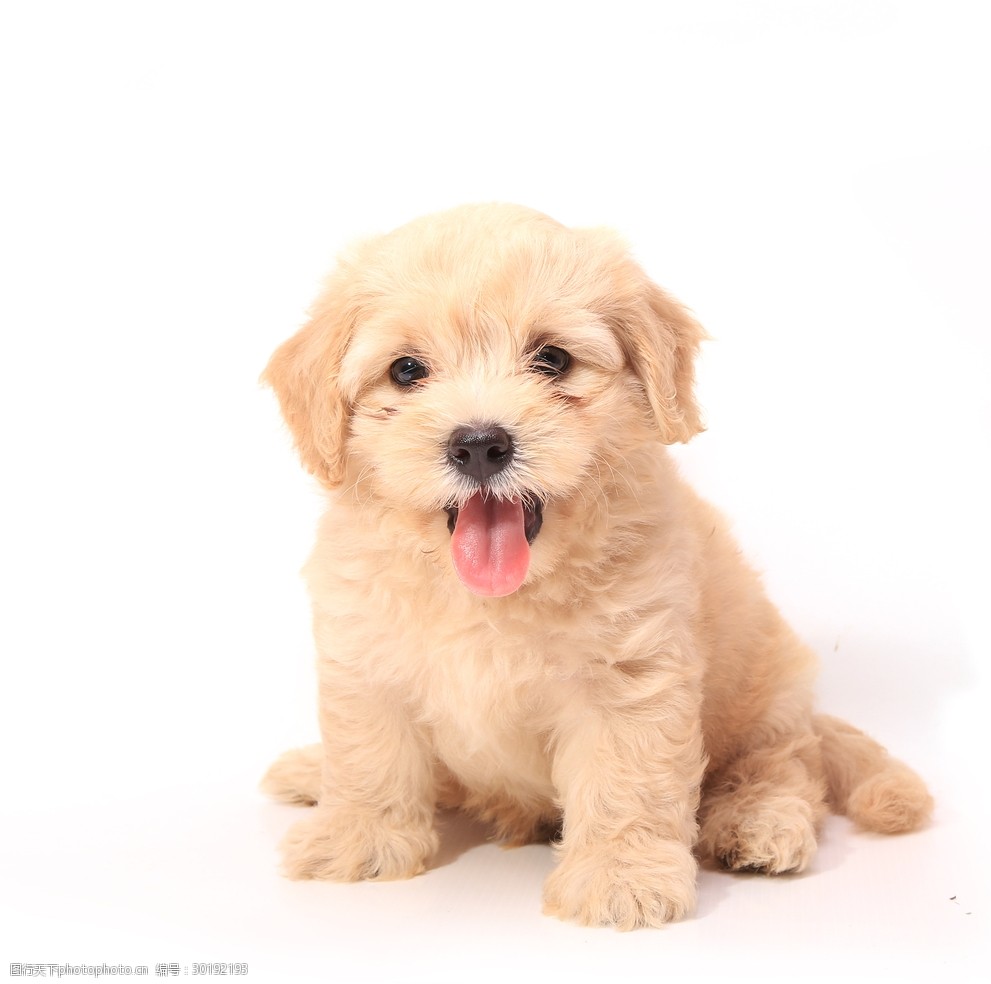 梦见新养了宠物狗:揭秘梦境中的宠物情缘 梦见新养了宠物狗:揭秘梦境中的宠物情缘