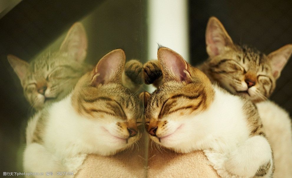 湖南新化宠物狗：山城里的<strong></strong>毛孩子与暖心日常