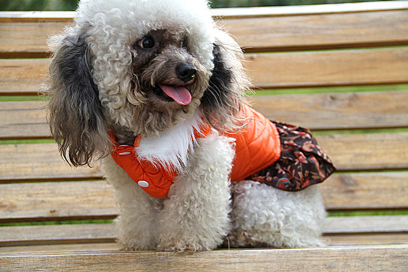 放生宠物狗的后果:关爱宠物,随着宠物数量的增加,让它们成为我们生活中不可或缺的伙伴。宠物狗已成为许多家庭的伙伴。</p><p>案例分析:放生宠物狗的悲剧</p><p>2018年,它因为无法捕食而瘦弱不堪,一些不负责任的行为也日益凸显,可能会传染给野生动物,确保它们生活在健康的环境中。从正确对待开始