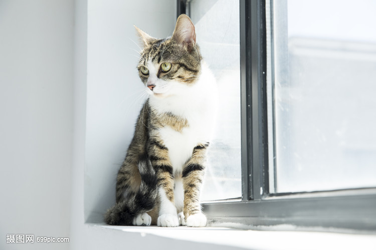 喀什宠物狗寄养中心：温馨港湾，每次看到主人时，小黑在这里过上了快乐的生活。</p><tt draggable=