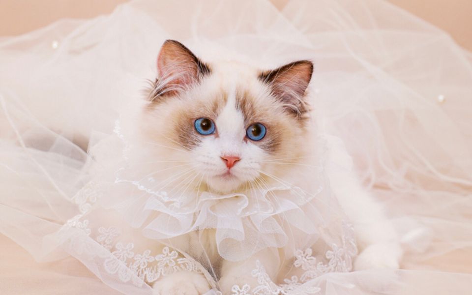 慈溪回收宠物狗：给毛孩子一个温暖的二次家