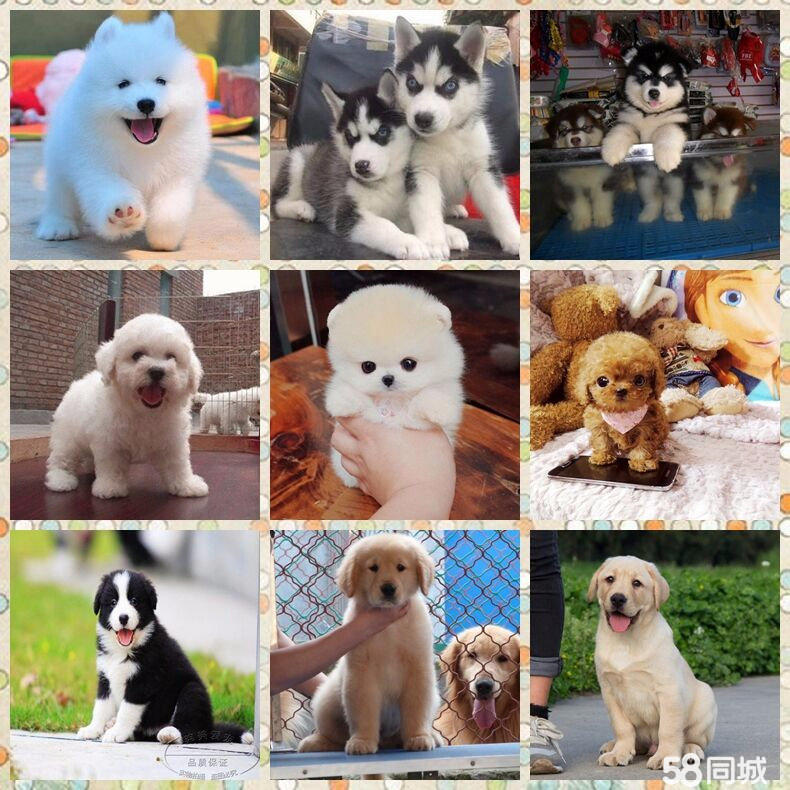 路边抓拍宠物狗:捕捉那些温暖人心的瞬间 路边抓拍宠物狗:捕捉那些温暖人心的瞬间