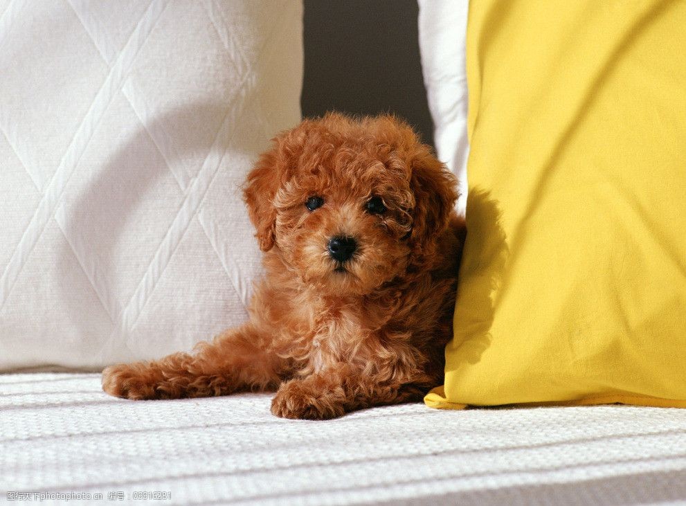 少妇喜欢什么宠物狗？揭秘养狗偏好与情感寄托