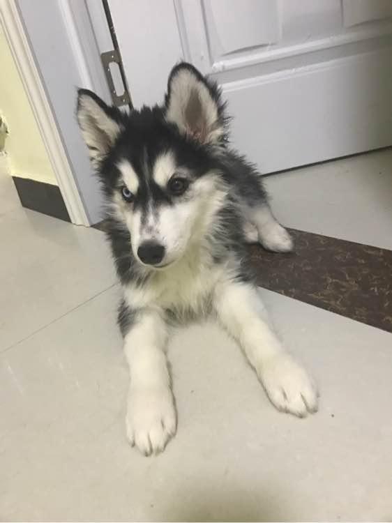 宠物狗吃馄饨 宠物狗吃馄饨