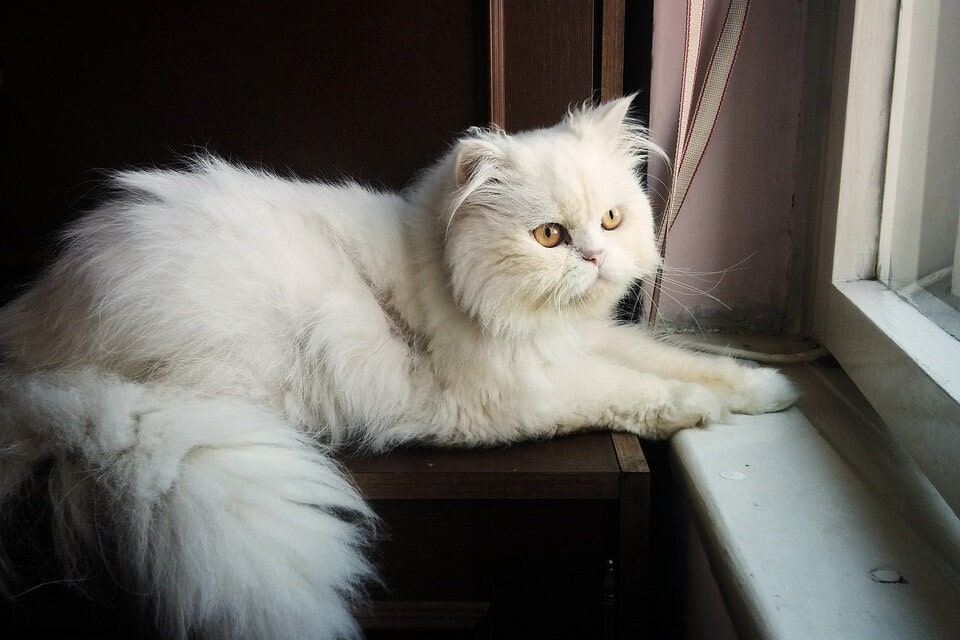 调皮宠物狗可爱瞬间:揭秘狗狗的欢乐时光 调皮宠物狗可爱瞬间:揭秘狗狗的欢乐时光