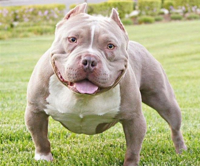 宠物狗跑公路上：安全意识与应急处理的必备知识