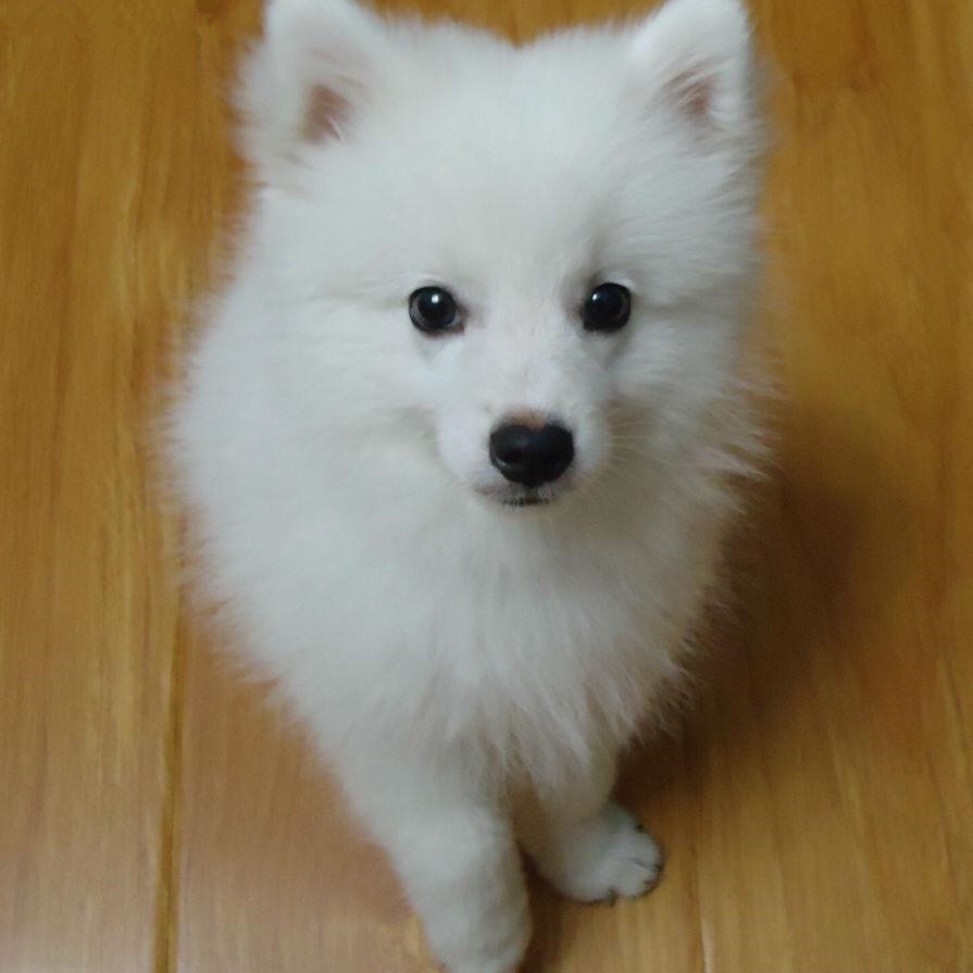 阜平宠物狗电话:守护毛孩子的温暖热线 阜平宠物狗电话:守护毛孩子的温暖热线