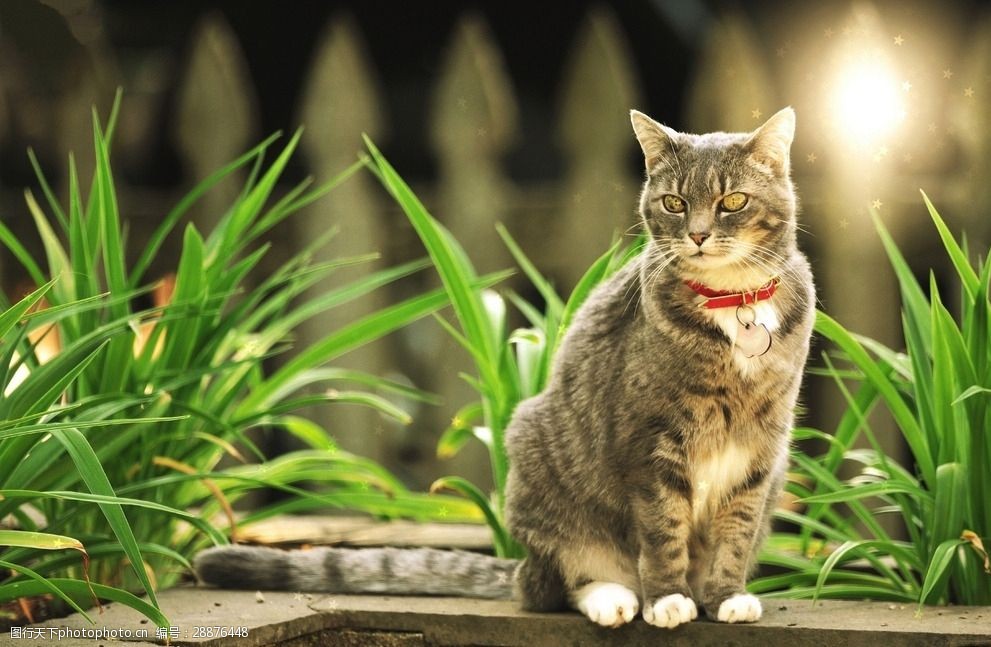 张柏芝儿子宠物狗：明星家庭的毛孩子日常