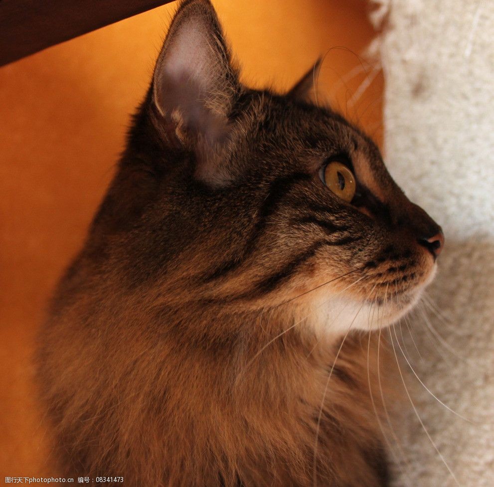 诡异宠物狗末世小说：揭秘末世中狗类的神秘力量