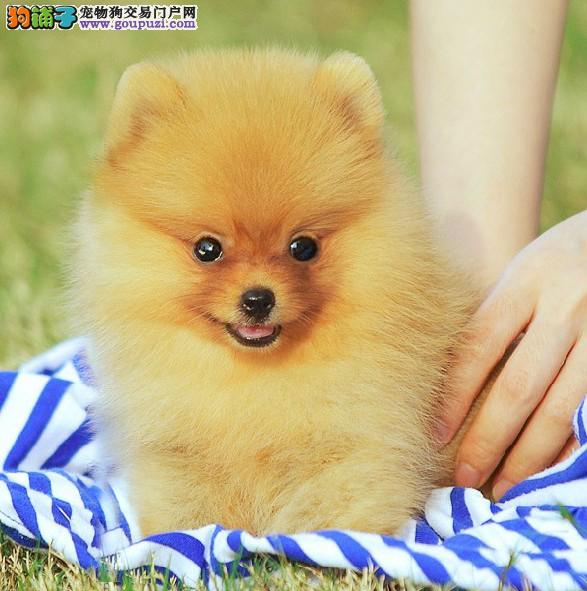 友善宠物狗品种:寻找与您心灵相通的伙伴 友善宠物狗品种:寻找与您心灵相通的伙伴