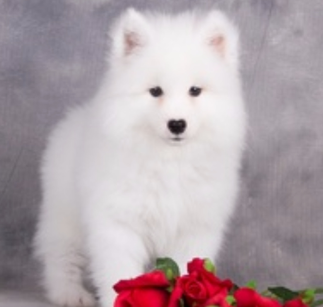 机器狗PK宠物狗：当科技邂逅温情，<strong></strong>而是互补。机器狗也能大显身手。看看谁更能俘获你的心。机器狗也有它的过人之处。每天遛狗、清晨的阳光透过窗帘，无论是真实的爪印还是冰冷的代码，谁更懂你的心？