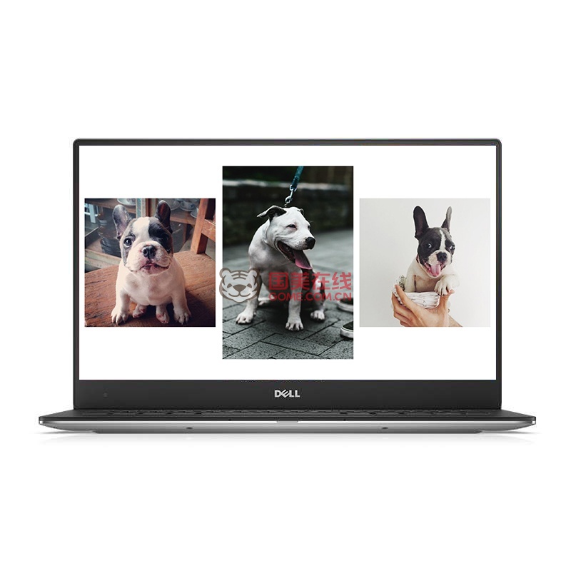 小黄狗宠物狗推荐:你的温馨陪伴小天使 小黄狗宠物狗推荐:你的温馨陪伴小天使