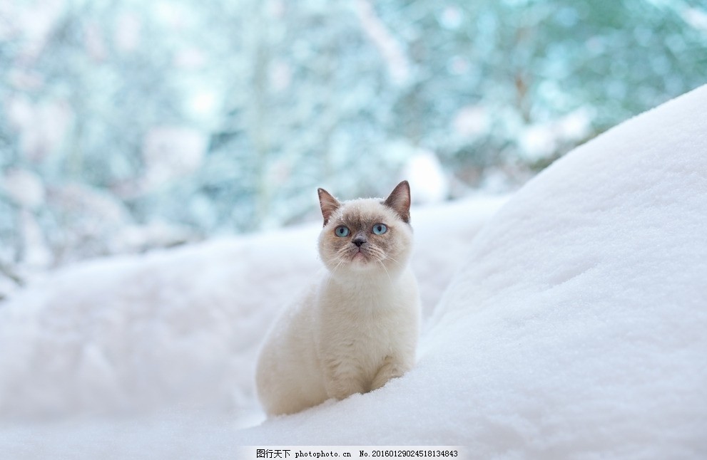 昆明宠物狗市场见闻