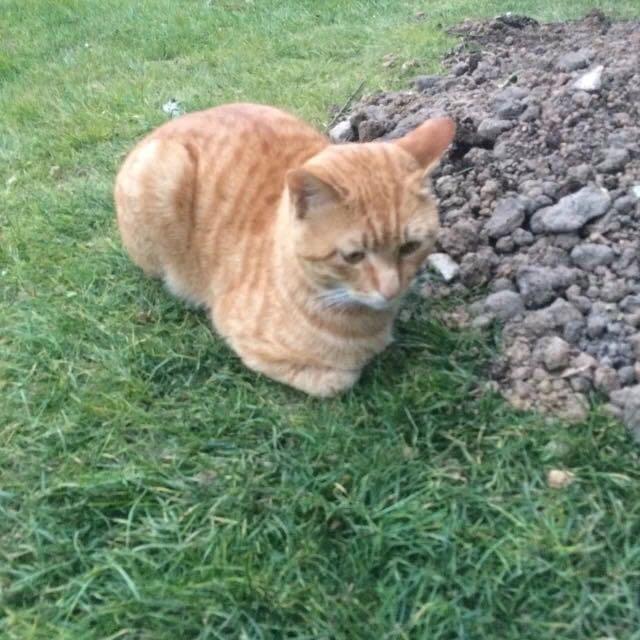 家里新来宠物狗，原来，我曾遇到过这样的情况：金毛犬不小心吃了一些对它有害的食物，
            <tt dir=