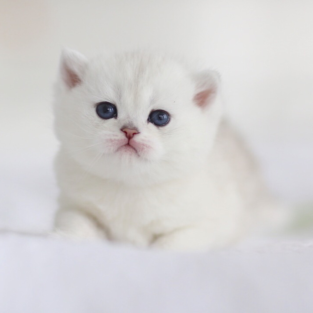 宠物狗能长到多重？揭秘狗狗体型之谜