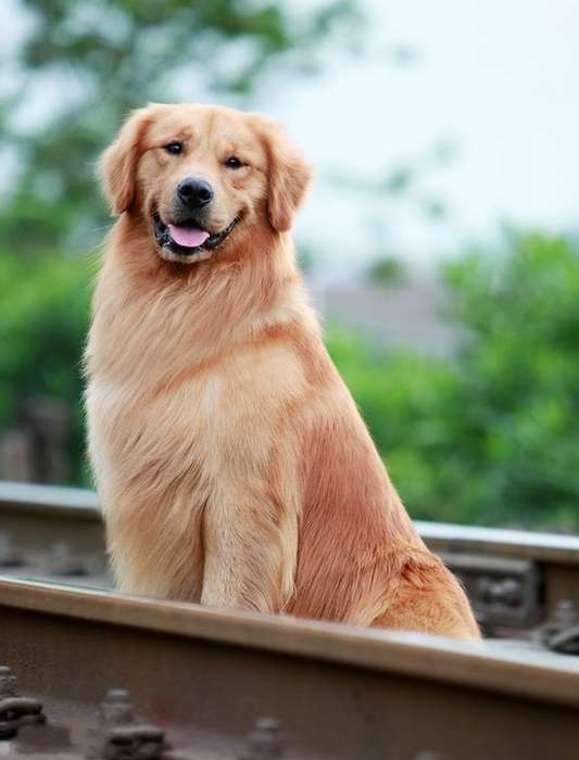 梦见新养了宠物狗:揭秘梦境中的宠物情缘 梦见新养了宠物狗:揭秘梦境中的宠物情缘